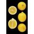 Limonero Eureka en maceta de 17 cm