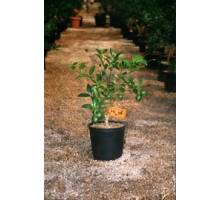 Limequat en maceta de 17 cm