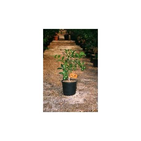 Limequat en maceta de 17 cm