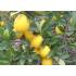 Limequat en maceta de 17 cm