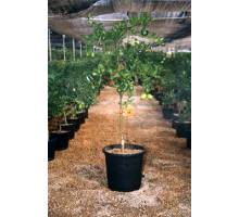 Limequat en maceta de 25 cm