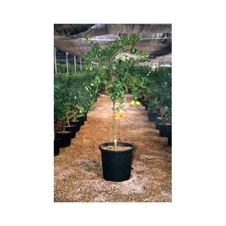 Limequat en maceta de 25 cm