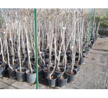 Cerezo 64-76 en maceta de 22 cm