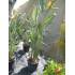 STRELITZIA AUGUSTA en maceta de 30 cm