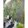 STRELITZIA AUGUSTA en maceta de 25 cm