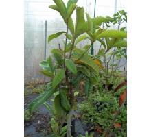 Nispero Tanaka en maceta de 25 cm