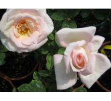 Jardind de Bagatelle m.19