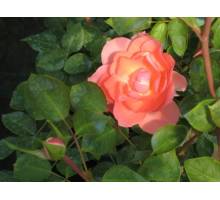 Charles Aznavour m.19 floribunda
