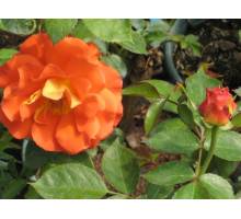 Daniel Gelin m.19 floribunda