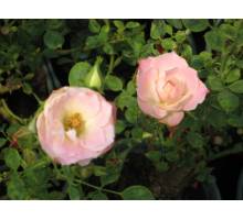 Jardins de France m.19 floribunda