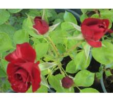 Niccolo Pganini m.19 floribunda
