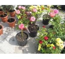 Baby Baccara m.20 pie alto