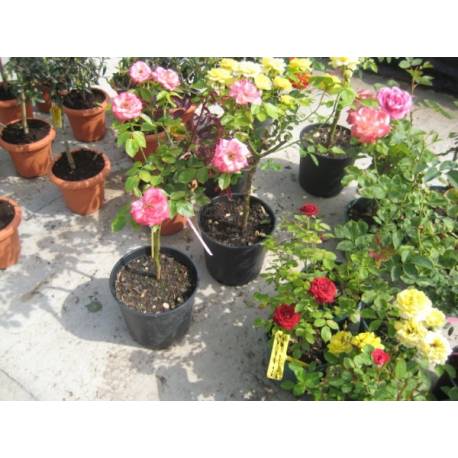 Baby Baccara m.20 pie alto