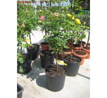 Cumba Meillandina m.20 pie alto