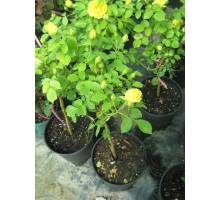Gold Symphonie m.20 pie alto