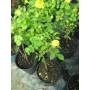 Gold Symphonie m.20 pie alto