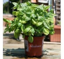 albahaca hoja ancha m.11