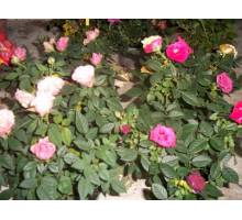 Belle Symphonie en maceta de 19 cm
