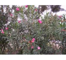 LOTE 25 ADELFAS maceta de 14 cm