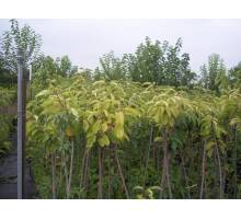 Cerezo Garnet en maceta de 25 cm