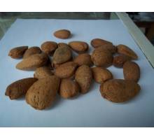 Almendro Desmayo blanco o Largueta en maceta