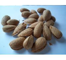 Almendro Ferragnes en maceta 22 cm