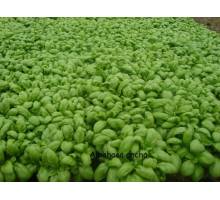 Albahaca hoja ancha en maceta de 14 cm.