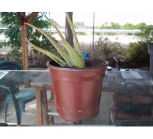 Aloe vera en maceta de 11 cm