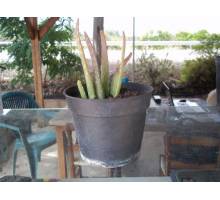 Aloe vera en maceta de 14 cm
