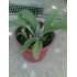 Ja disponemos de Plantas de ALCACHOFERA-Varietat TUDELANA-Bolsa de 10 Estaquillas 