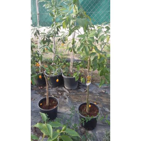 kumquat en maceta de 25 cm