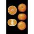 Satsuma Okitsu en maceta de 17 cm