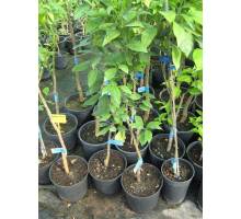 Satsuma Owaris m.20