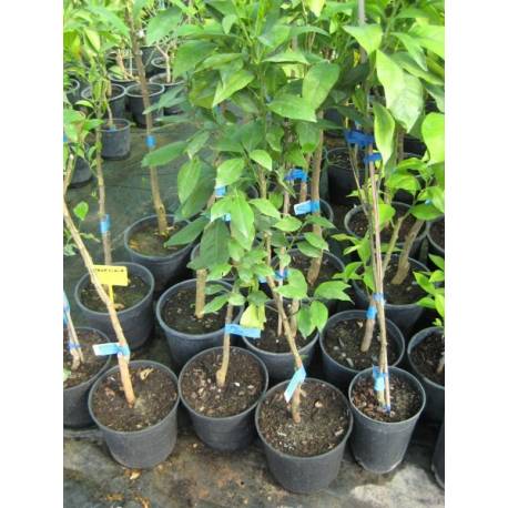 Satsuma Owaris m.20