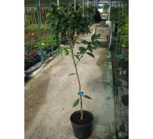 Mandarina Fortune en maceta de 25 cm