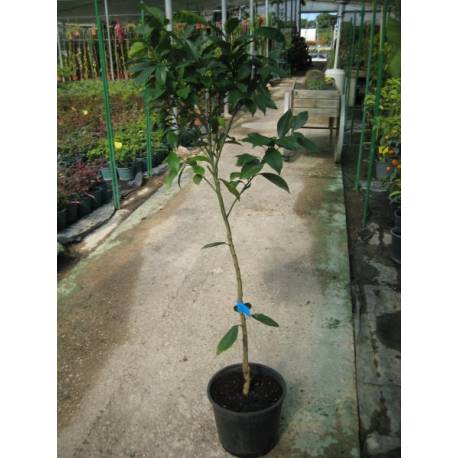 Mandarina Fortune en maceta de 25 cm