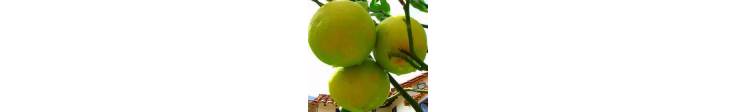 LIMON DULCE